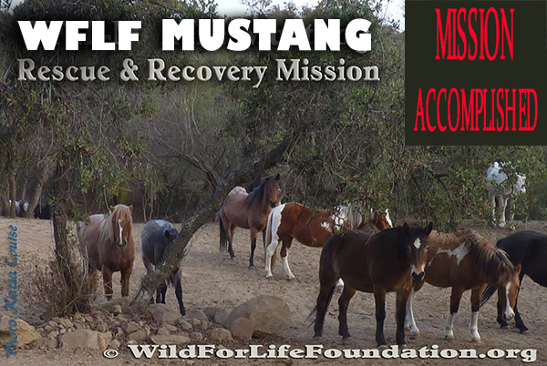 Mustangs Saved by WFLF